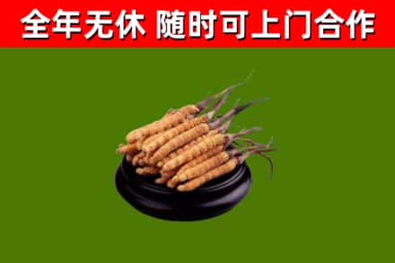 宜宾回收散虫草